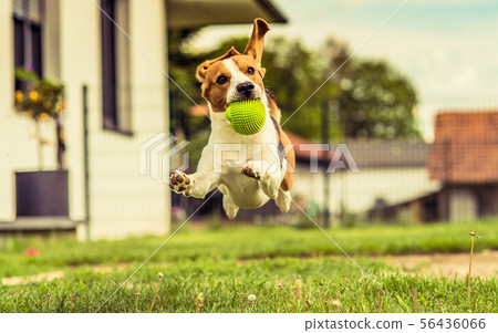 Dog run Beagle fun 56436066