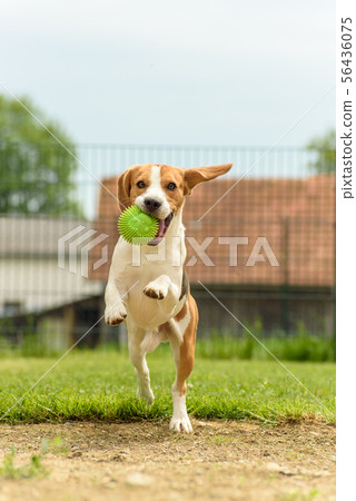Dog run beagle jumping fun 56436075