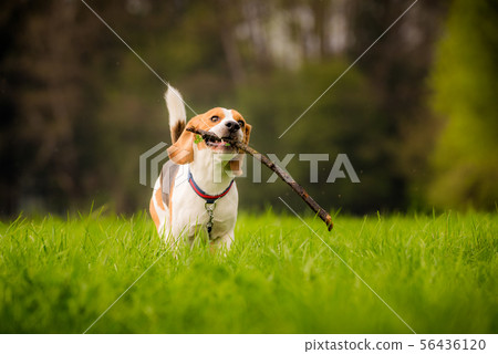 Beagle dog in a field runs with a stick Beagle dog in a field runs with a stick 56436120