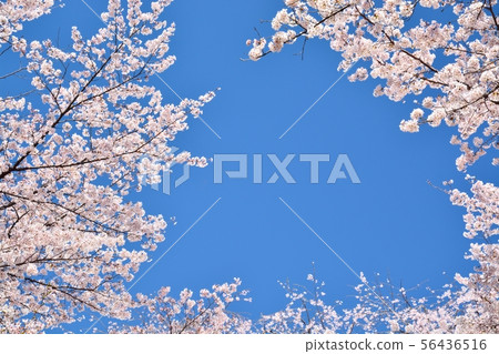 埼玉縣大宮公園的櫻花 照片素材 圖片 圖庫