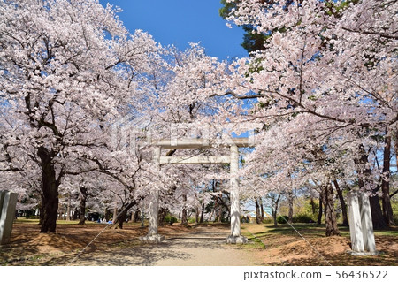 埼玉縣大宮公園的櫻花和護國神社 埼玉縣大宮公園的櫻花和護國神社 56436522