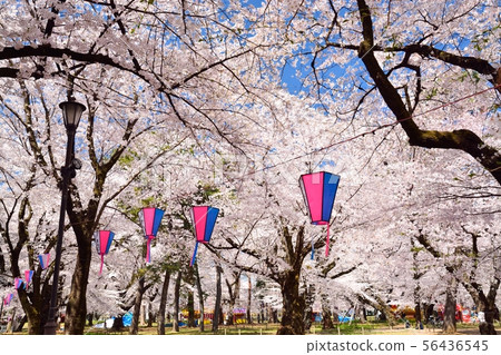 Sakura in Omiya Park, Saitama Prefecture 56436545