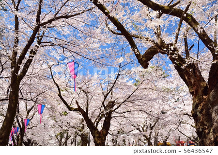 Sakura in Omiya Park, Saitama Prefecture 56436547