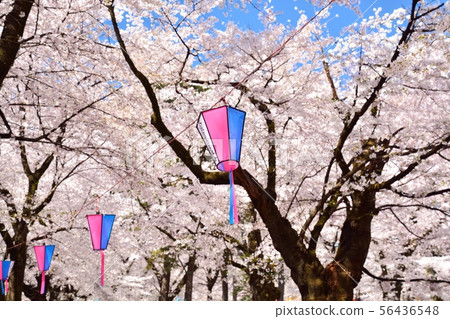 埼玉縣大宮公園的櫻花 照片素材 圖片 圖庫