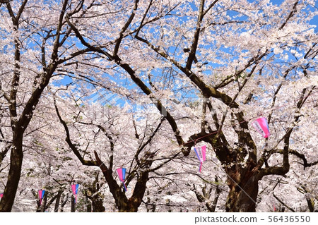 埼玉縣大宮公園的櫻花 照片素材 圖片 圖庫