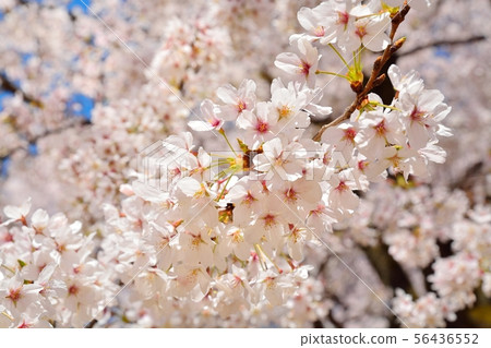 埼玉縣大宮公園的櫻花 照片素材 圖片 圖庫