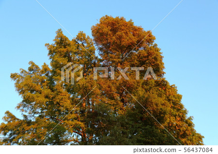 Mizumoto Park at dusk 56437084