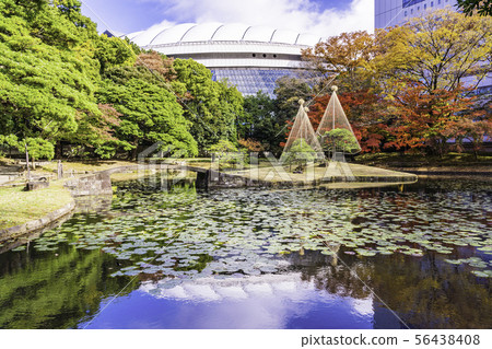 (Tokyo) Koishikawa Korakuen Autumn leaves (Tokyo) Koishikawa Korakuen Autumn leaves 56438408