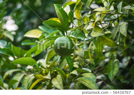 lime fruits on the tree 56438767