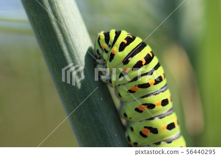 Caterpillar Caterpillar 56440295