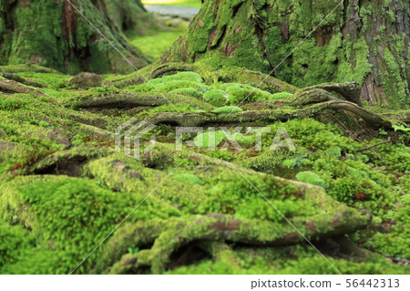 Hiraizumi-ji Hakusan Shrine / Hakusan National Park [Hiraizumi-ji-cho, Katsuyama City, Fukui Prefecture] 56442313