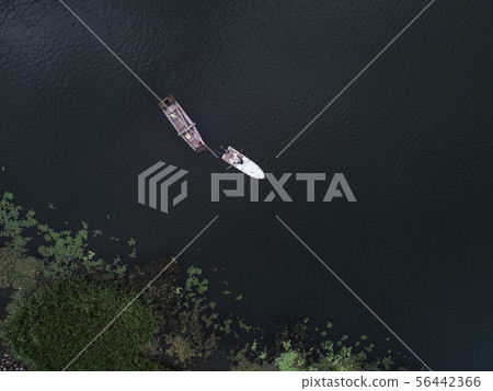 Lotus field scenery 56442366