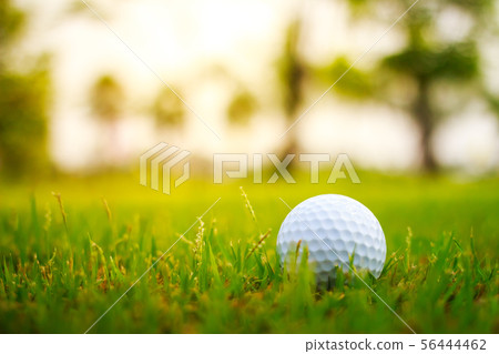 Golf ball on the green Golf ball on the green 56444462