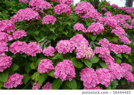 Hydrangea pink group Hydrangea pink group 56444485