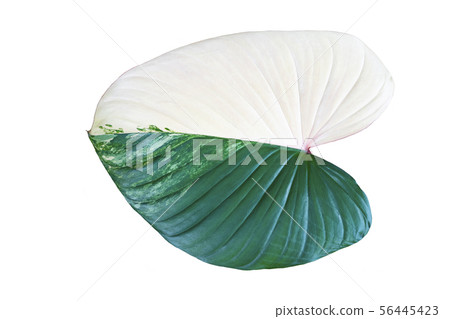 Beautiful leaf isolated on white background. 56445423