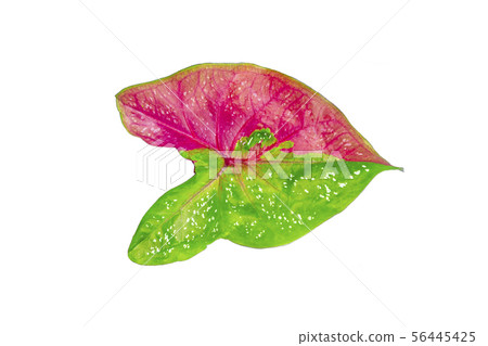 Green and red leaf with raindrop  isolated on 56445425