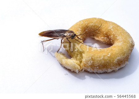 cockroach eat donuts on a white background. cockroach eat donuts on a white background. 56445568