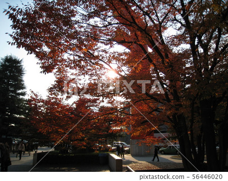 Autumn leaves Kyoto sightseeing autumn Autumn leaves Kyoto sightseeing autumn 56446020