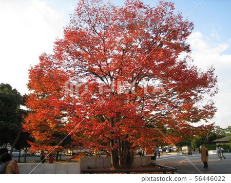 Autumn leaves Kyoto sightseeing autumn 56446022
