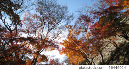 Autumn leaves Kyoto sightseeing autumn Autumn leaves Kyoto sightseeing autumn 56446024