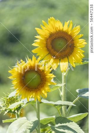 向日葵兄弟 向日葵兄弟 56447138