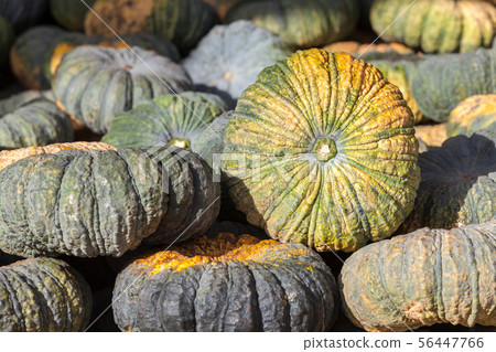 Green pumpkin vegetable of agriculture harvesting 56447766