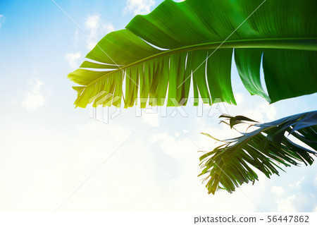 Summer times concept. Look up view of Two green Summer times concept. Look up view of Two green 56447862