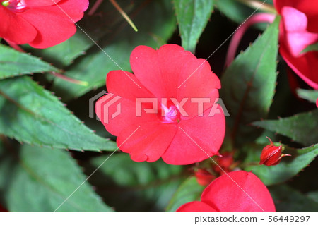 Sampacens Sampacens 56449297