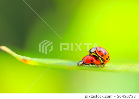 Mating ladybug Mating ladybug 56450758