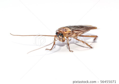 The cockroach isolated on the white background. The cockroach isolated on the white background. 56455071