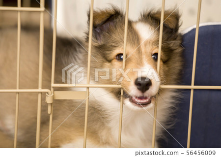 Sheltie puppy biting a cage 56456009