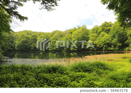 Karikoike Pond [小野市，福井縣，白山國家公園] 56463576