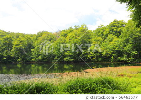 Karikoike Pond [Ono City, Fukui Prefecture, Hakusan National Park] 56463577