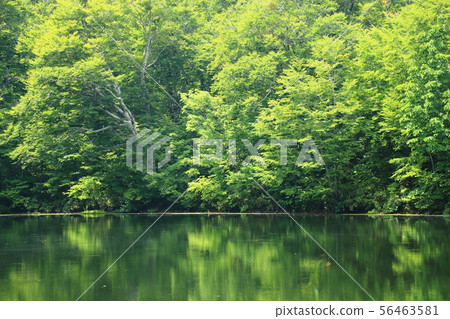 Karikoike Pond [小野市，福井縣，白山國家公園] 56463581
