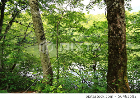 Karikoike Pond [小野市，福井縣，白山國家公園] 56463582