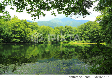 Karikoike Pond [Ono City, Fukui Prefecture, Hakusan National Park] 56463586