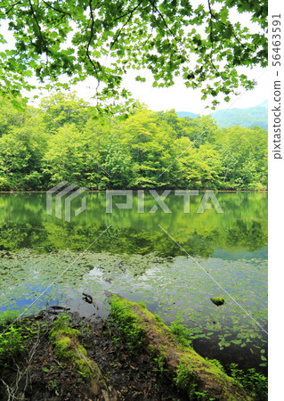 Karikoike Pond [小野市，福井縣，白山國家公園] 56463591