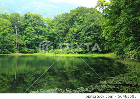Karikoike Pond [Ono City, Fukui Prefecture, Hakusan National Park] 56463595