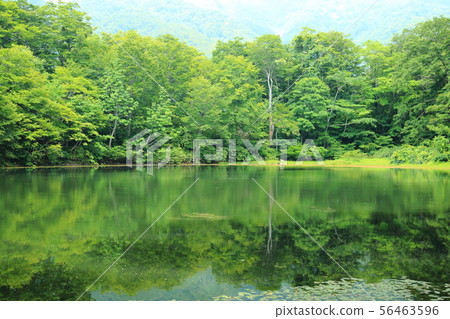 Karikoike Pond [Ono City, Fukui Prefecture, Hakusan National Park] 56463596