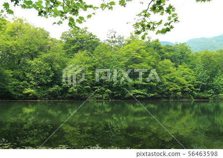 Karikoike Pond [小野市，福井縣，白山國家公園] 56463598
