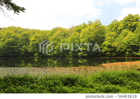 Karikoike Pond [小野市，福井縣，白山國家公園] 56463619