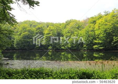 Karikoike Pond [Ono City, Fukui Prefecture, Hakusan National Park] 56463620