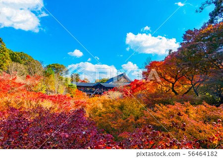 Autumn leaves of Tofukuji Tonchibashi Autumn leaves of Tofukuji Tonchibashi 56464182