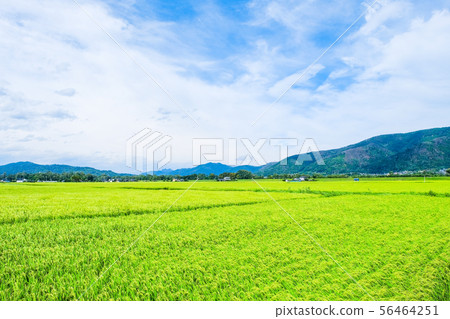 Summer rural scenery (August) 56464251