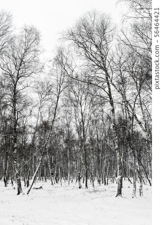 Birches in winter 56464421