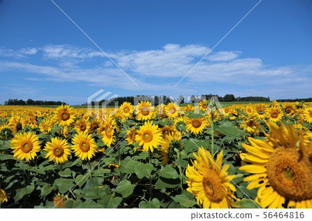 向日葵（北海道Hokuryu鎮，向日葵村） 56464816