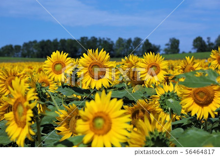 Sunflower (Hokkaido Hokuryu Town, Sunflower Village) Sunflower (Hokkaido Hokuryu Town, Sunflower Village) 56464817