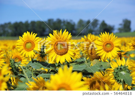 Sunflower (Hokkaido Hokuryu Town, Sunflower Village) Sunflower (Hokkaido Hokuryu Town, Sunflower Village) 56464818