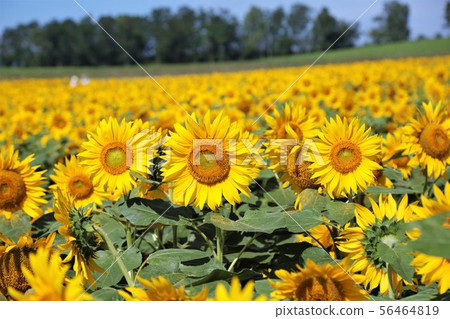 Sunflower (Hokkaido Hokuryu Town, Sunflower Village) Sunflower (Hokkaido Hokuryu Town, Sunflower Village) 56464819