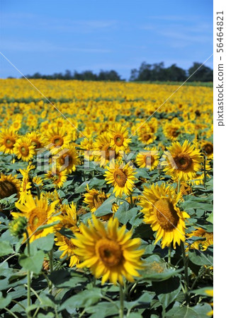 Sunflower (Hokkaido Hokuryu Town, Sunflower Village) 56464821